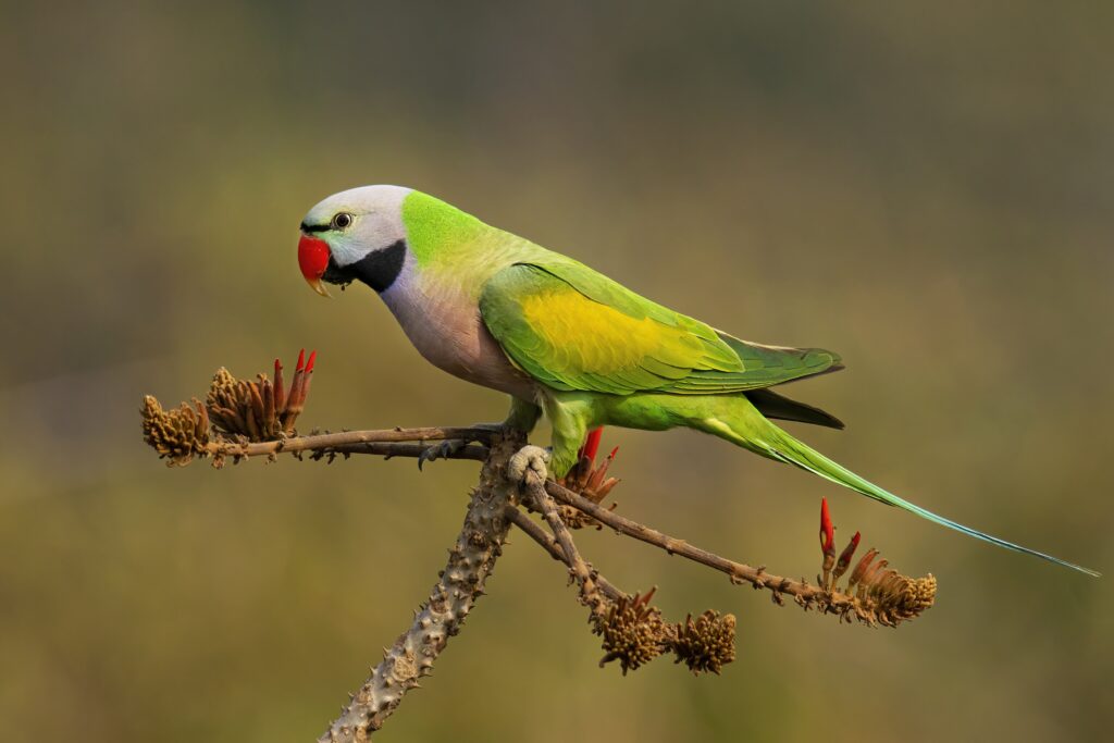 Red-breasted Parakeet perched on tree branch