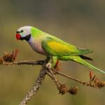Red-breasted Parakeet perched on tree branch