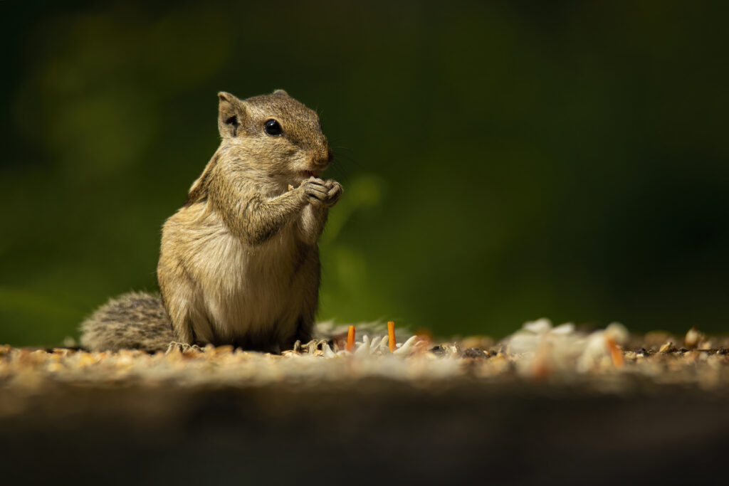 Indian Palm Squirrel