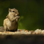 Indian Palm Squirrel