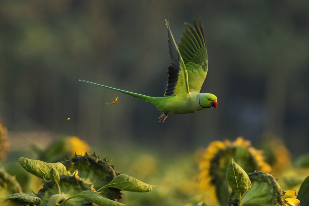 Rose Ringed Parakeet