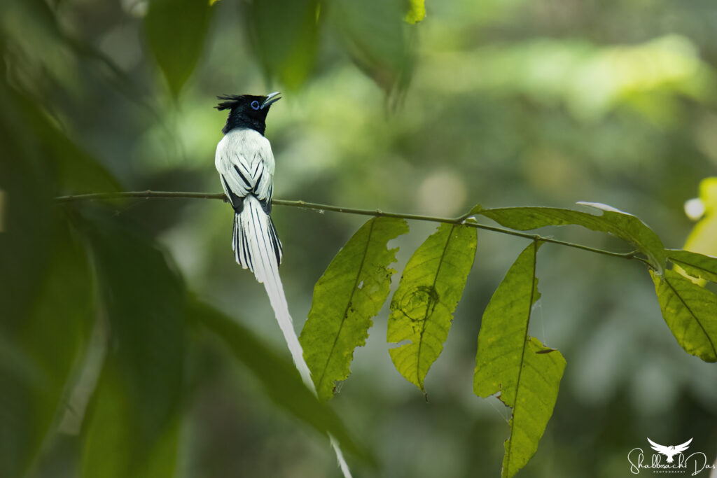 Indian Paradise Flycatcher