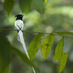 Indian Paradise Flycatcher