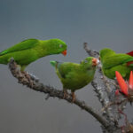 Vernal Hanging Parrot perched upside down