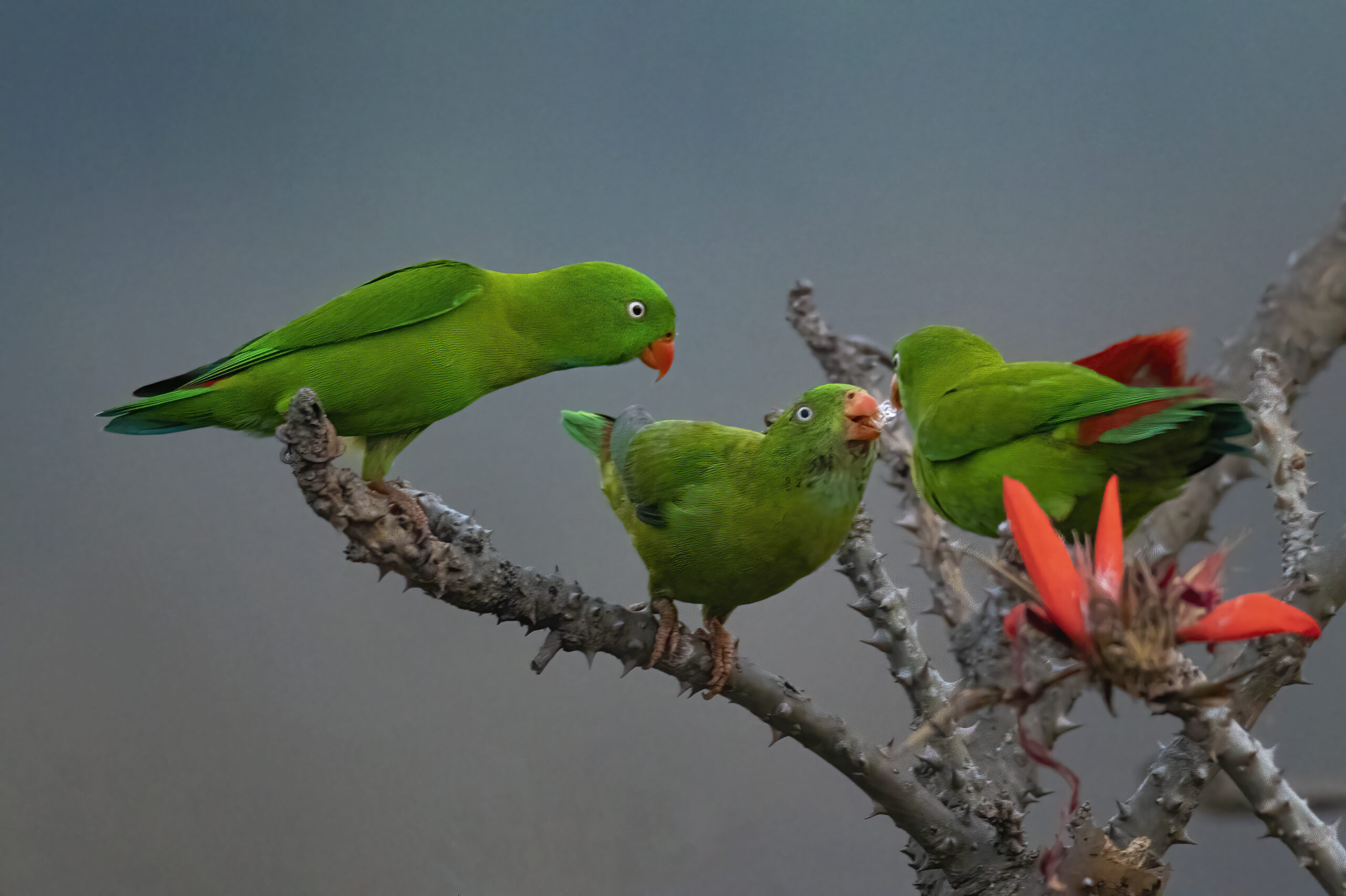 Vernal Hanging Parrot perched upside down