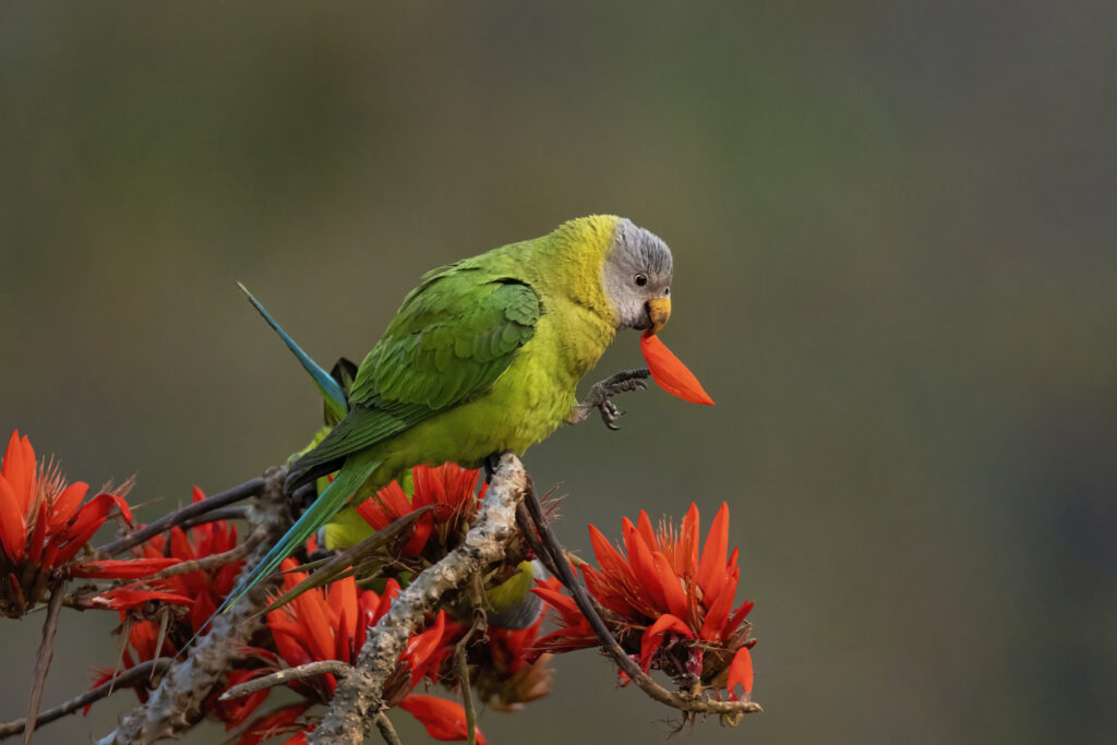 Female Plum-headed Parakeet in natural habitat