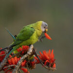 Female Plum-headed Parakeet in natural habitat