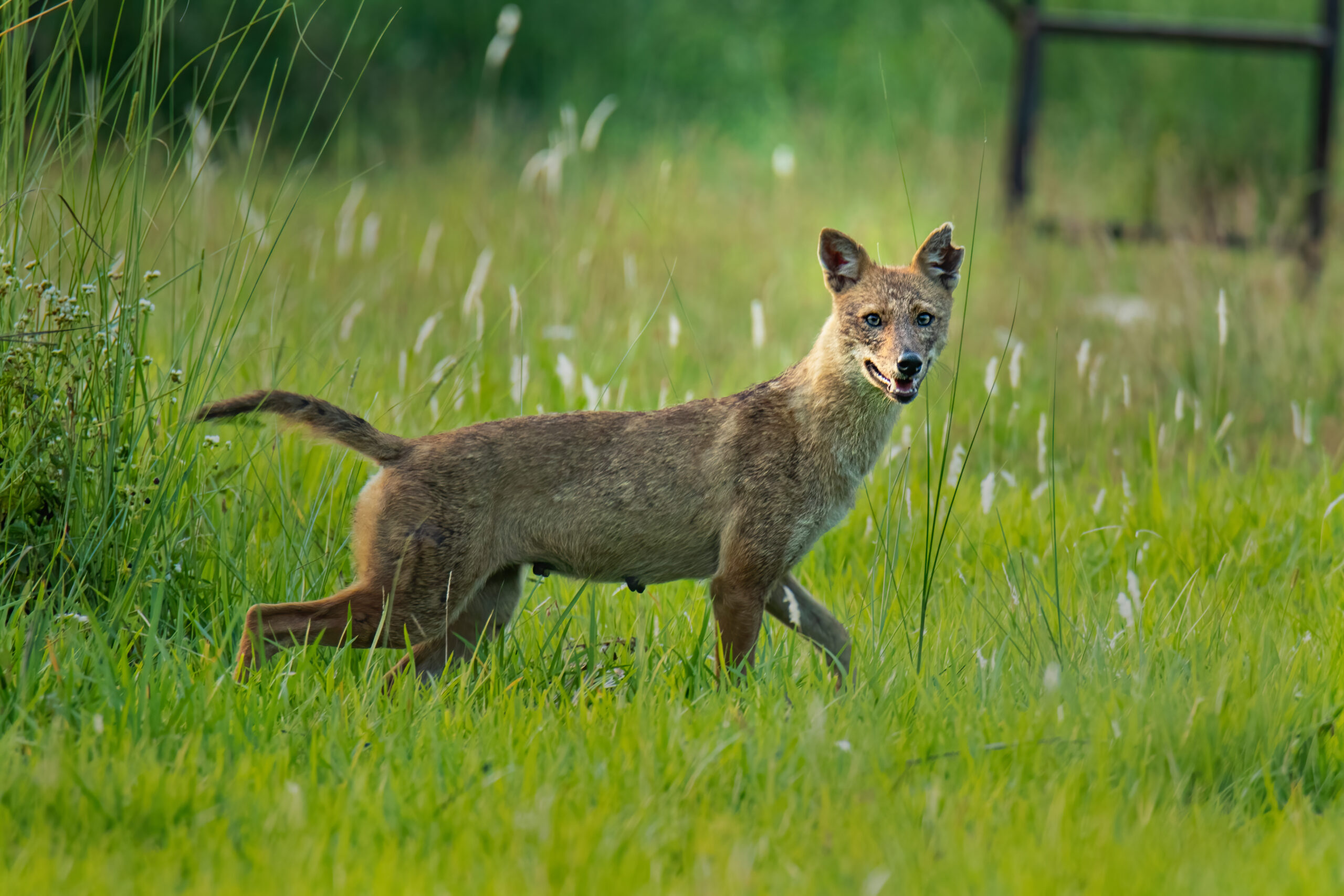 Golden Jackal