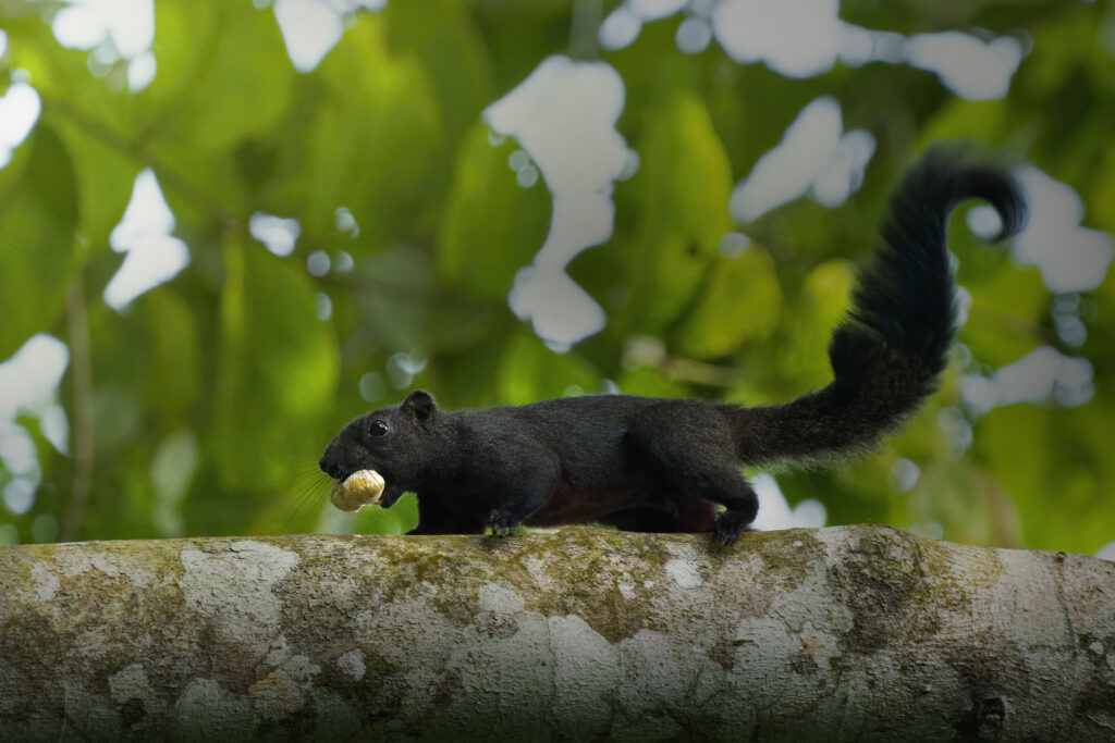 Black squirrel on tree branch