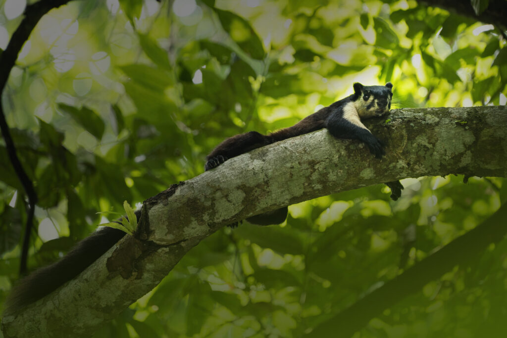 Indian Giant Squirrel sitting on tree branch