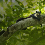 Indian Giant Squirrel sitting on tree branch