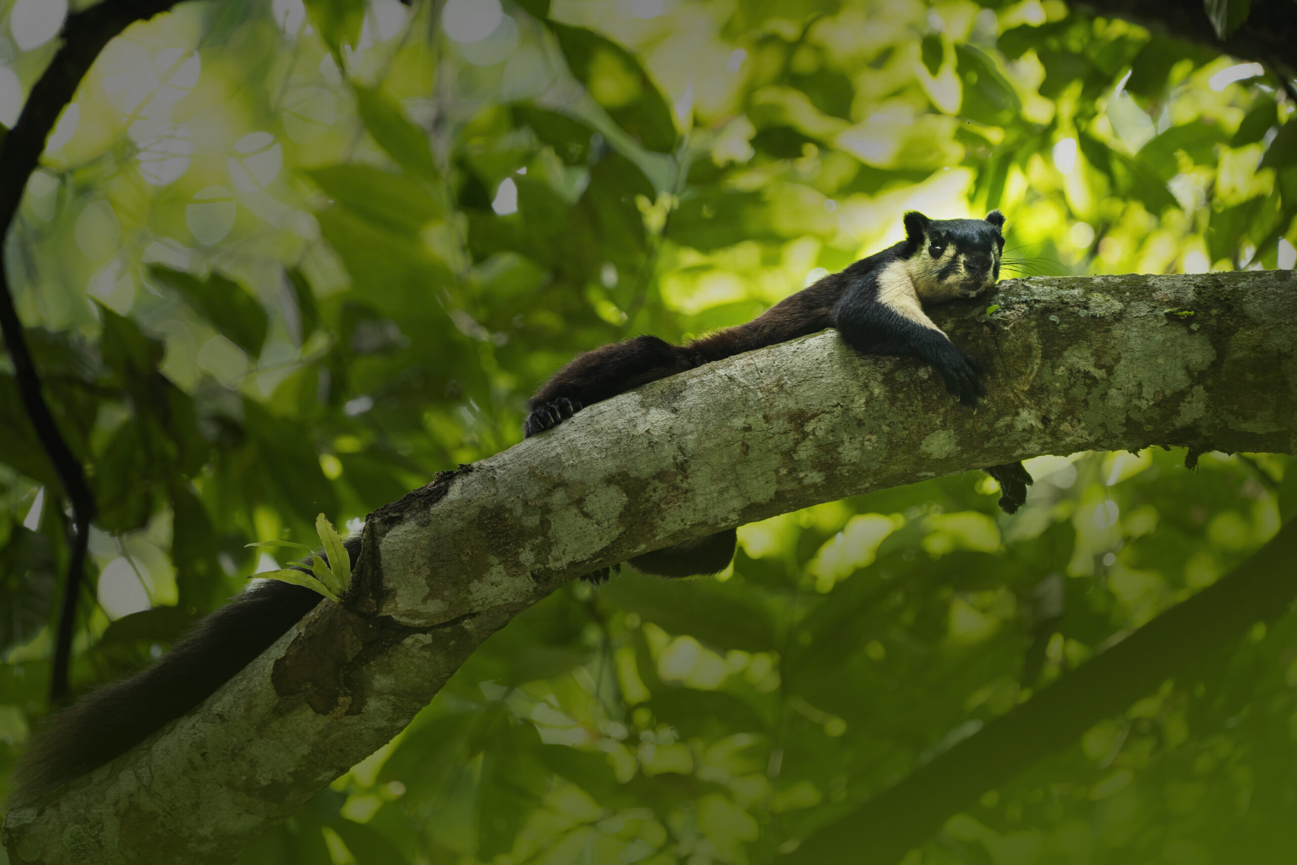 Indian Giant Squirrel sitting on tree branch