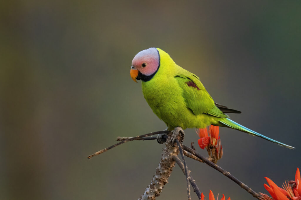 Blossom-headed Parakeet perched on forest tree branch