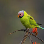 Blossom-headed Parakeet perched on forest tree branch
