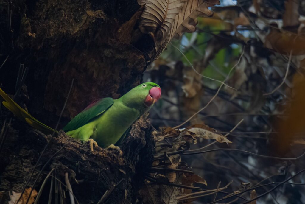 Alexandrine Parakeet