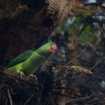 Alexandrine Parakeet