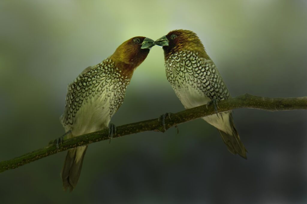 Scaly-breasted Munia
