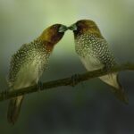 Scaly-breasted Munia