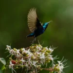 Male Purple Sunbird feeding on flower nectar