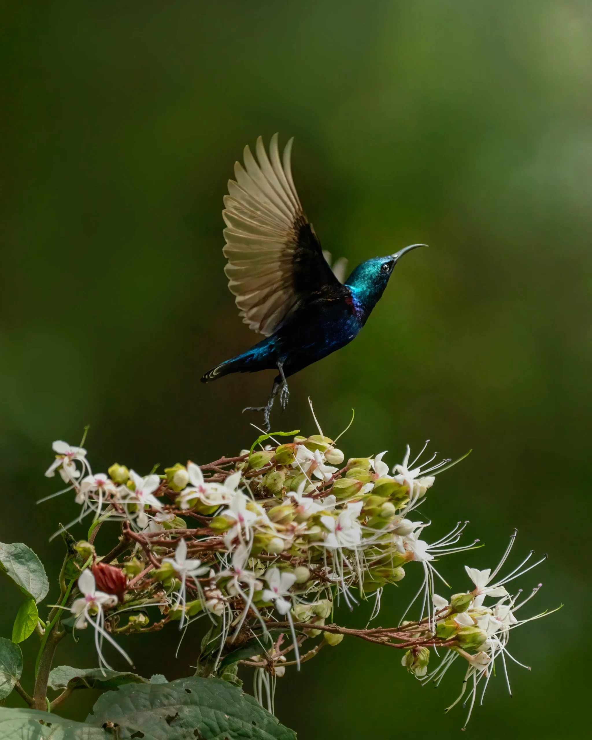 Male Purple Sunbird feeding on flower nectar