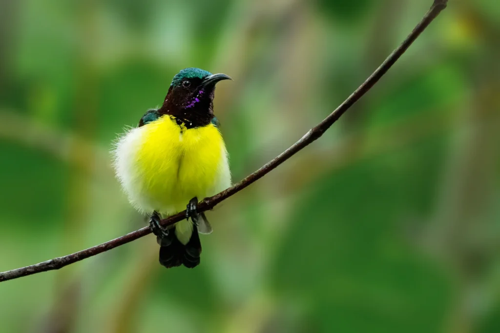 Purple-rumped Sunbird